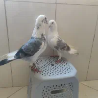 کبوتر|پرنده|اصفهان, حصه جنوبی|دیوار