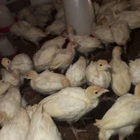جوجه بوقلمون