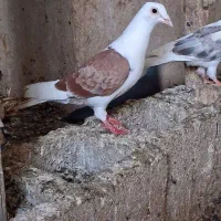 کبوتر رنگی و المانی