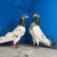 کبوتر گرو