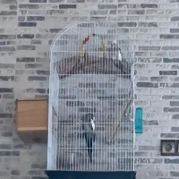 قفس‌ پرنده