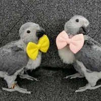 جوجه کاسکو دم قرمز  ، کاکادو ، ماکائو ،  حلقه پا