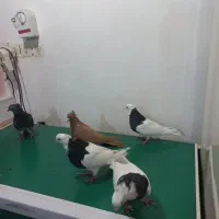 کبوتر دم سفید طوقی|پرنده|کارون, |دیوار