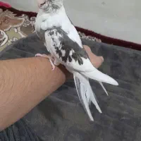 جوجه عروس هلندی  های 2ماهه