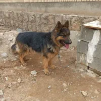 سگ ژرمن یک ساله