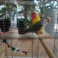 وقت نداشتن رسیدگی به پرنده|پرنده|لاهیجان, شهرک سلمان فارسی|دیوار