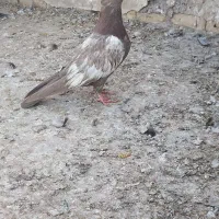 طوقی نر|پرنده|اهواز, اسماعیلیه|دیوار