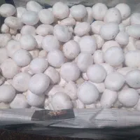 قارچ تازه و ارگانیک|خوردنی و آشامیدنی|مشگین شهر, |دیوار