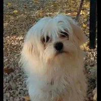 سگ پامر نژاد شیتزو|سگ|یاسوج, |دیوار