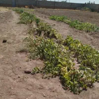 زمین مسکونی و باغ 1200 متری|فروش زمین و ملک کلنگی|بشاریات, |دیوار