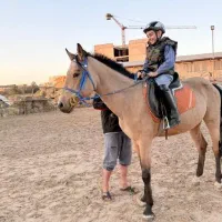 ترکمن اخته ۴ ساله