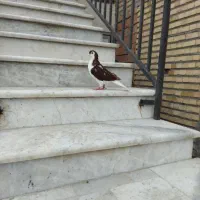 کبوتر خال پنگوئنی|پرنده|گمیشان, |دیوار