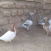 سار سیاه لکه دار و جلک سبز . سار ماده طلایی .زاغ|پرنده|تایباد, |دیوار