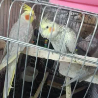 عروس هلندی نرو ماده سخنگو|پرنده|قرچک, محمد آباد|دیوار