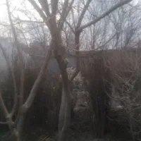 نهال توت بزرگ