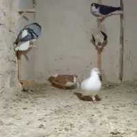 کفتر تربت گمشده|پرنده|تربتحیدریه, طالقانی|دیوار