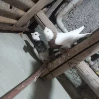 طوقی|پرنده|کرمانشاه, |دیوار