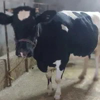 گاو ابستن|حیوانات مزرعه|سرپل ذهاب, |دیوار