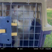 گربه|گربه|اهواز, کارون|دیوار