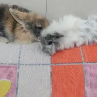 بچه  خوکچه وخرگوش لوپ