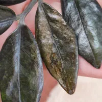 زاموفیلیا بلک ابلق خوشرنگ|گل و گیاه طبیعی|هشتگرد, فاز ۷ مهستان|دیوار