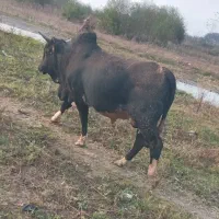 گاو نر ، ورزا