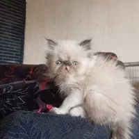 گربه