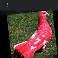 خرید فروش کفتر