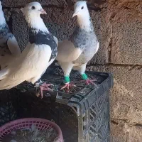 سه تا طوقی هفت رنگ|پرنده|مشهد, احمدآباد|دیوار