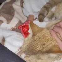 گربه دی اس اچ پیدا شده|حیوانات|تهران, حسینآباد|دیوار