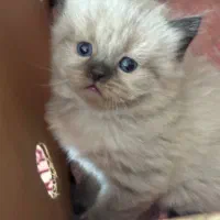 فروش بچه گربه