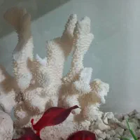 آکواریوم شرکتی وخانگی|ماهی|مشهد, رستگار|دیوار