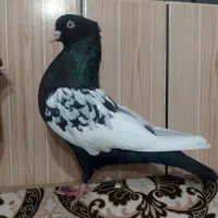 جفت سینه سیاه مولد