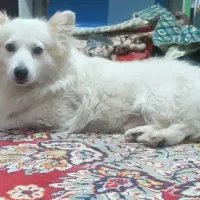 سگ پامر دوساله نر