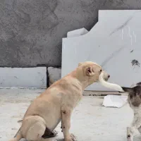 توله‌‌سگ‌سرابی|سگ|شیروان (خراسان), |دیوار