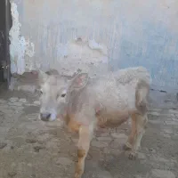 ۶راس سیمیتال درجه یک|حیوانات مزرعه|رامند, |دیوار