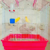 گتوند|پرنده|گتوند, |دیوار