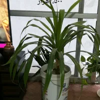 گل زیبای آپارتمانی پاندانوس سبز و چند مدل کاکتوس|گل و گیاه طبیعی|اصفهان, رکن الدوله شرقی|دیوار