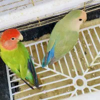 کوتوله برزیلی