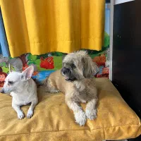 نیرو کار برای پانسیون سگ و گربه