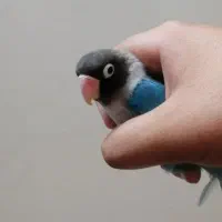 طوطی برزیلی نر نقابدار ماداگاسکاری