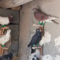 19 تا کفتر پرشی