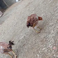 دعدد مرغ لاری تخم گذار|حیوانات مزرعه|نالوس, |دیوار