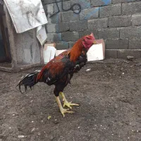 خروس لاری اصل