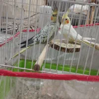 عروس هلندی|پرنده|شیراز, کوشک میدان|دیوار