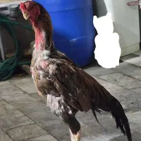 خر و س