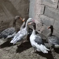 غاز بالغ