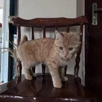 واگذاری گربه dsh