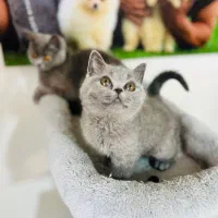 بریتیش بلو کیفیت بالا