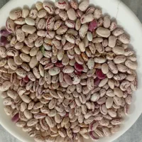 انواع لوبیا خریداری و فروش می کنیم